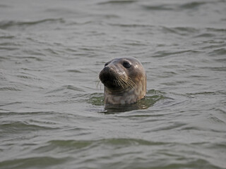 Fototapeta premium Seehund schaut aus dem Wasser vor Borkum