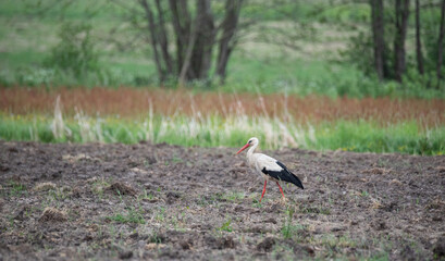 White stork walking in a plowed field and looking for food. A blurred meadow in the background.