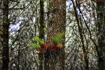 Plantae Asplenium nidus Polypodiopsida Aspleniaceae Polypodiales Pteridophyta adalah Paku sarang burung yang populer ditanam sebagai tanaman hias