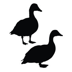 Geese Silhouette on White Background