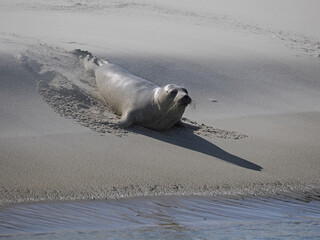 Naklejka premium Seehund vor Borkum, Nordsee