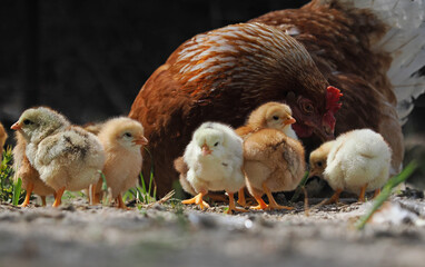 Hühner Küken