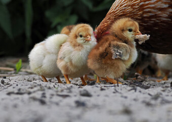 Hühner Küken