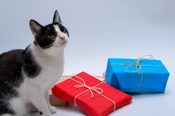 Zapakowane kolorowe świąteczne prezenty i obok czarno biały kot - obrazy, fototapety, plakaty