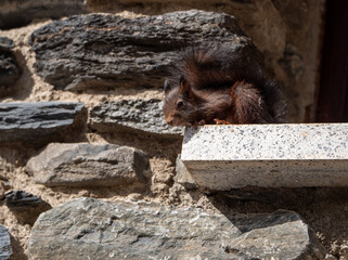 Squirrel on the wall of a rural house in the Pyrenees