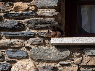 Squirrel on the wall of a rural house in the Pyrenees