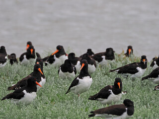 Austernfischer auf Borkum