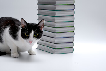Kot domowy siedzi obok stosu książek w twardych okładkach na jasnym tle - obrazy, fototapety, plakaty