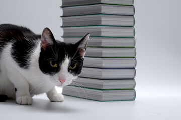 Ciekawski kot na tle stosu książek  - obrazy, fototapety, plakaty