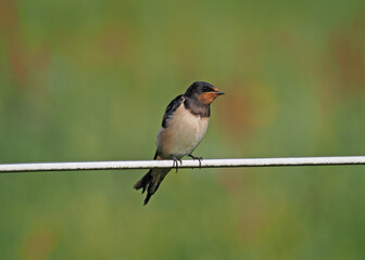 Schwalbe sitzt auf einem Zaun