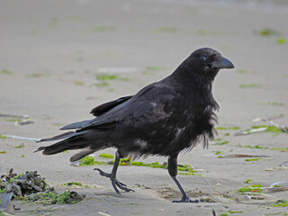 Raabe läuft am Strand