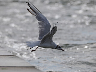 Möwe im Flug auf Borkum