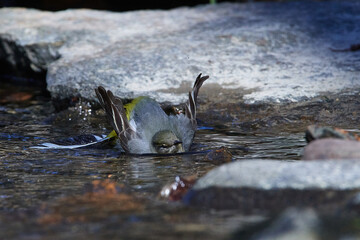 Gebirgsstelze im Frühjahr an der Spree in der Oberlausitz	
