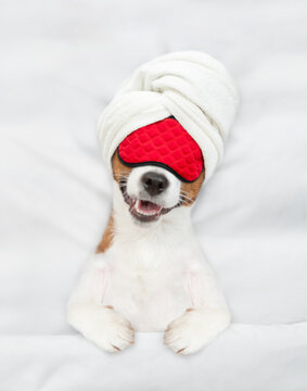 Jack russell terrier puppy with towel on it head wearing sleeping mask sleeps on a bed at home. Top down view
