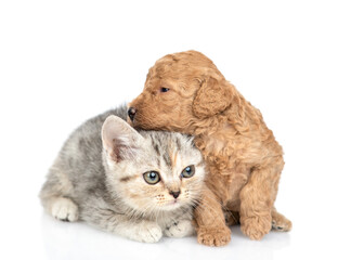 Tiny Toy Poodle puppy sits with young tabby kitten. isolated on white background