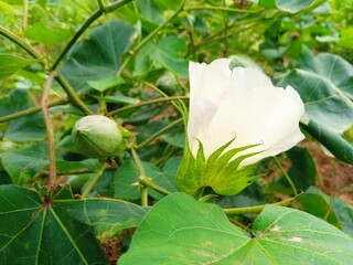 green and white rose