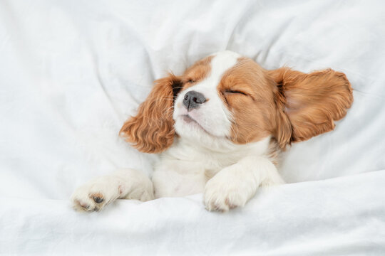 Cozy Cavalier King Charles Spaniel puppy sleeps on a bed at home. Top down view