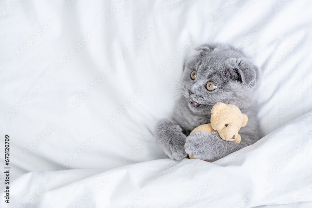Poster playful kitten embraces favorite toy bear under white warm blanket on a bed at home.top down view. e