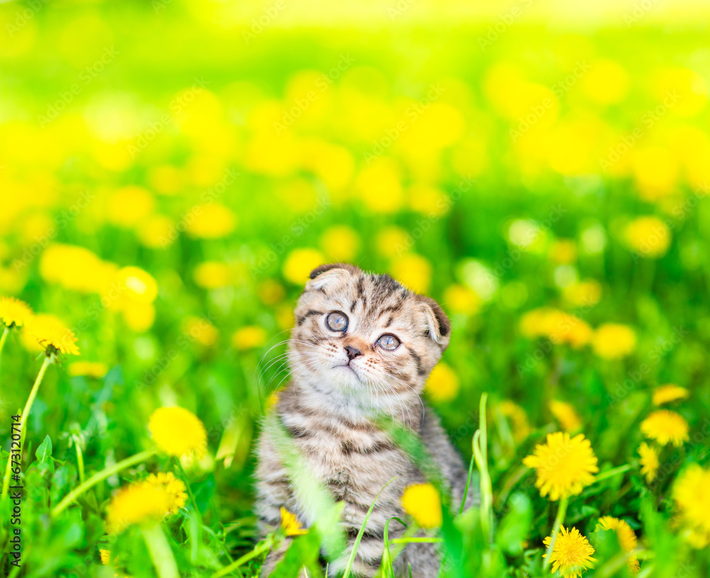 Poster Cute tiny tabby kitten sits on dandelion lawn and looks up on empty space
