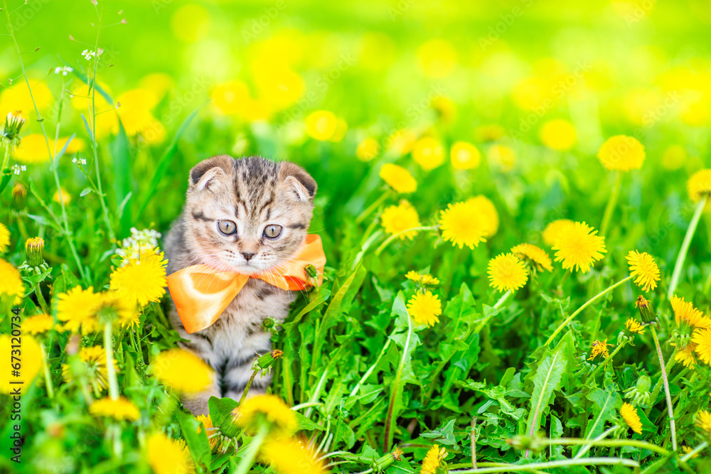 Poster cute tabby kitten wearing tie bow sits on dandelion lawn. empty space for text