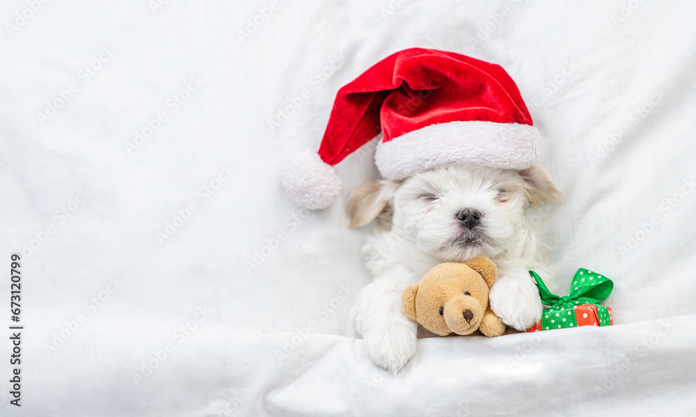 Poster tiny maltese puppy wearing red santa hat sleeps with gift box and hugs toy bear under white blanket 