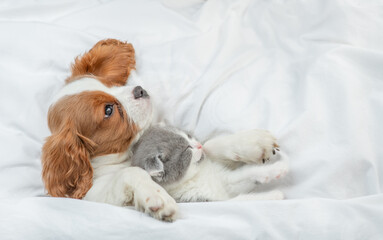 Fototapeta na wymiar Friendly Cavalier King Charles Spaniel sleeps with tiny kitten on the bed at home. Top down view. Empty space for text