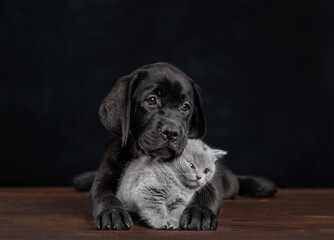 Black labrador puppy hugs tiny kitten on dark background