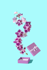 Beautiful colorful flower from a purple box on blue background. Creative romantic aesthetic natural concept.
