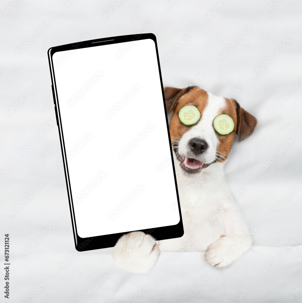 Poster jack russell terrier puppy with towel on it head and with a piece of cucumber on it eyes relaxing on the bed at home and showing big smartphone with white blank screen in it paw. Top down view