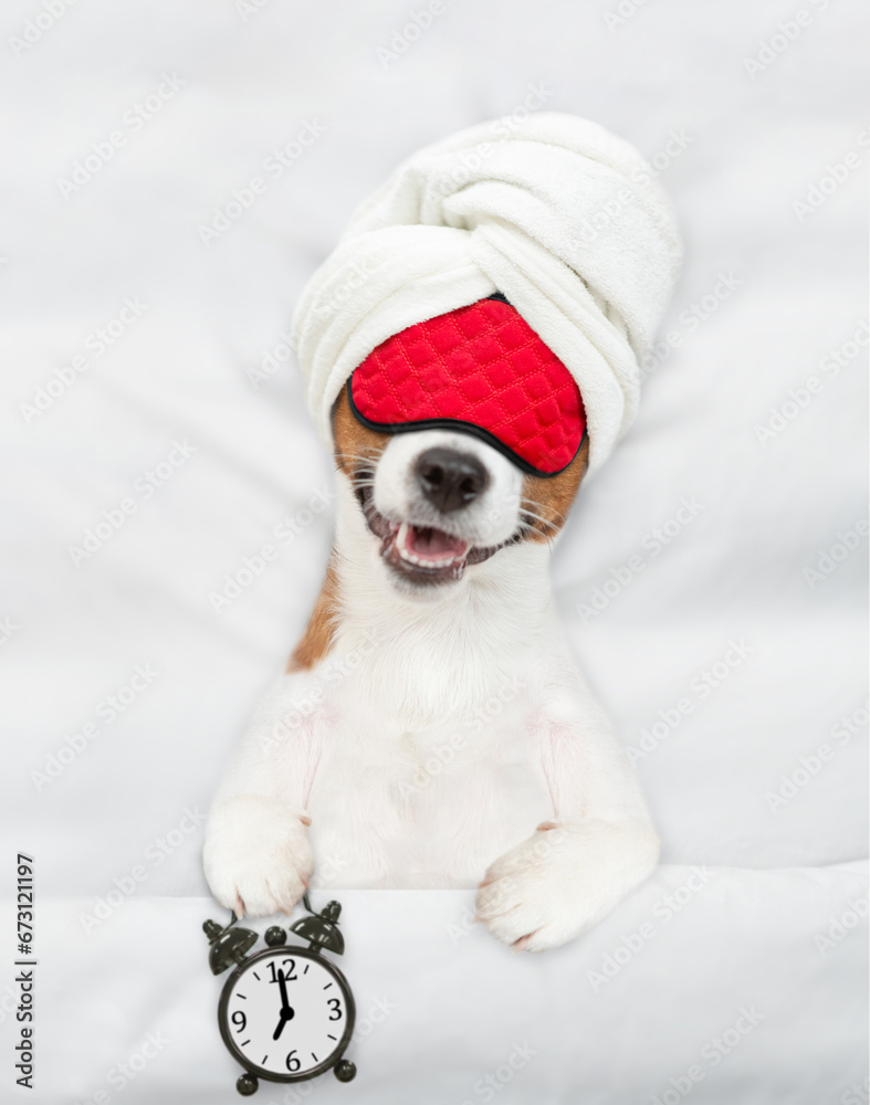 Poster jack russell terrier puppy with towel on it head wearing sleeping mask sleeps on a bed at home and h