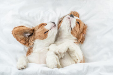 Two cute Cavalier King Charles Spaniel puppies sleep together on a bed at home. Top down view