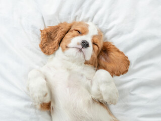 Cute Cavalier King Charles Spaniel puppy sleeps on a bed at home. Top down view - obrazy, fototapety, plakaty