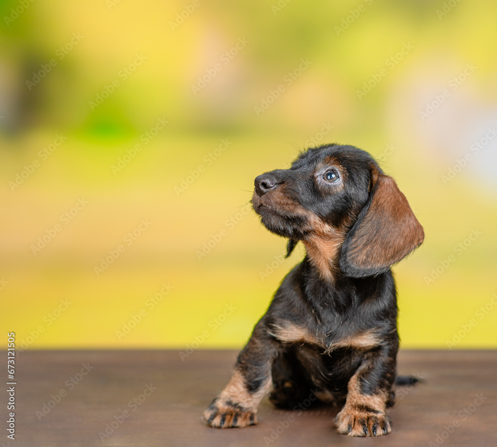 Poster dachshund puppy sits at autumn park and looks away and up. empty space for text