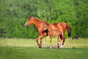 Mare with foal - 673121580
