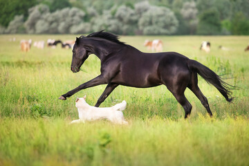 Black horse run and play with dogs - obrazy, fototapety, plakaty