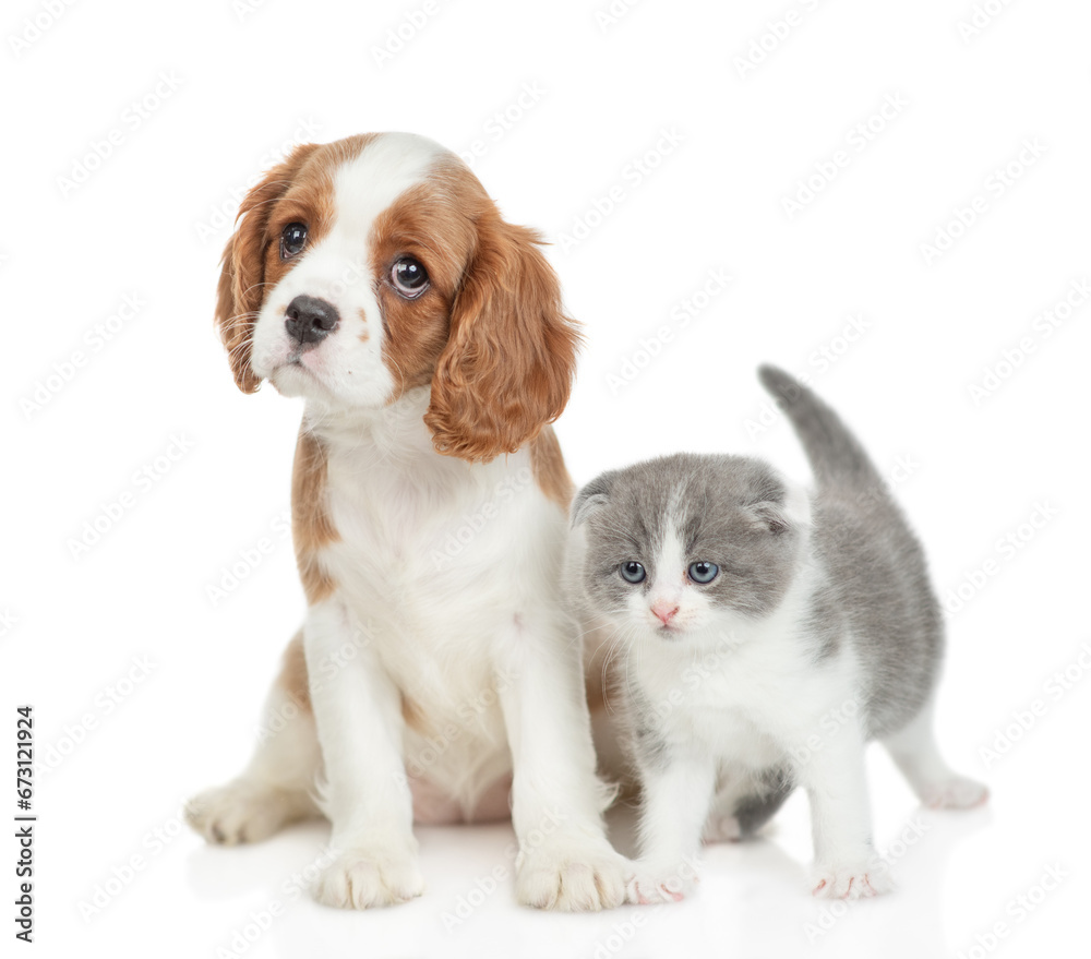 Poster friendly cavalier king charles spaniel sits with tiny kitten. isolated on white background