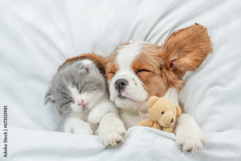 Aufkleber cavalier king charles spaniel puppy and tiny kitten sleep together under white warm blanket on a bed