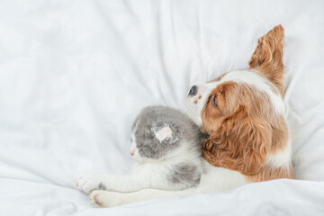 Cavalier King Charles Spaniel sleeps with tiny kitten on the bed at home. Top down view. Empty space for text