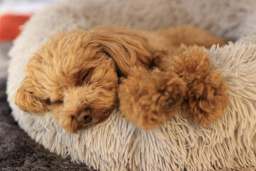 安心して眠るトイ・プードル
