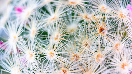 Mammillaria Cactus Spines