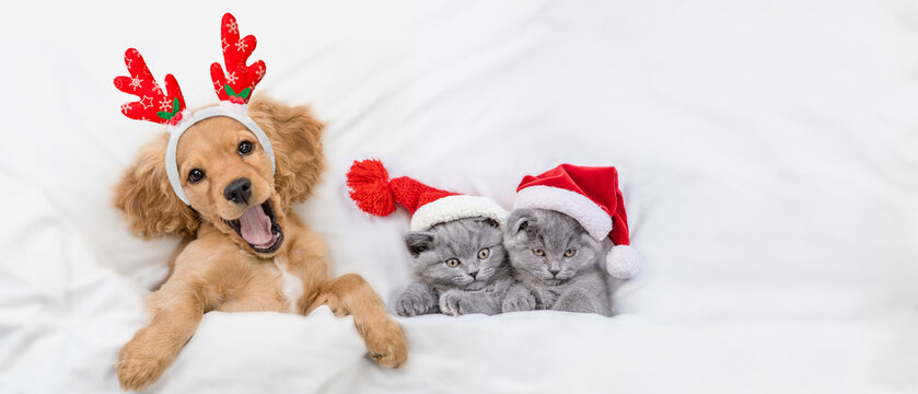 Happy English Cocker spaniel puppy dressed like santa claus reindeer  Rudolf lying with cozy kittens under white blanket at home. Kittens wearing santa hats. Top down view. Empty space for text
