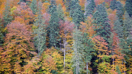 Autumn in the Carpathian mountains