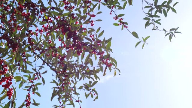 赤い実をつけたアキグミ　秋イメージ
