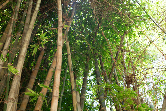  Dense Bamboo Jungle