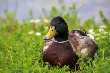 Closeup of a duck sits on grass in garten and quacks. Frontal look on a duck laying in park