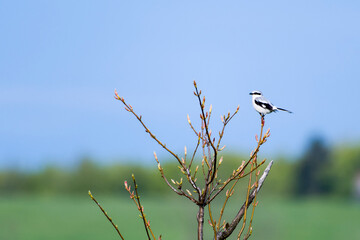 Raubwürger (Lanius excubitor)	