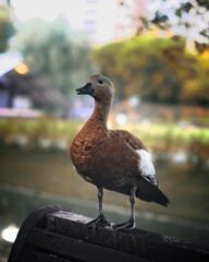 duck on wooden bench on summer blurred background.