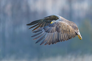 A large bird of prey flying over the meadow, White-tailed Eagle