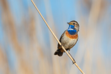 A singing male in the mating season in the reed area, Bluethroat