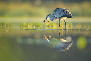 Spring foraging for food at sunrise on a dry pond, Grey Heron